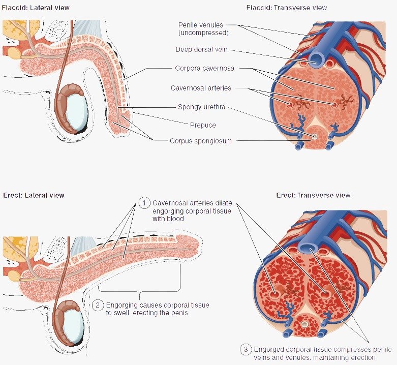 how penis enlargement works